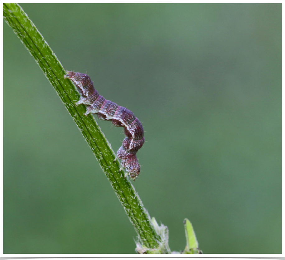 Ponometia sp.
Bird-dropping Moth
Clarke County, Alabama